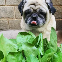 This homegrown spinach is going straight into this week's meals. What you see is what you get, from my garden to your dog's bowl.
