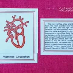 The four-chambered heart of a mammal, as shown on a Montessori nomenclature card. This material helps children understand the circulatory system and our own place within the animal kingdom.