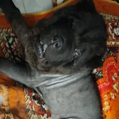 The Chow Chow is relaxed after getting its new lion haircut. Even with unique styles, the pet's comfort is my top priority.