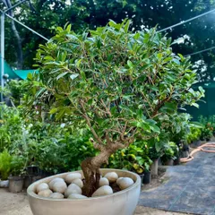 This is a Ficus Retusa bonsai in a simple bowl with white pebbles. It's a powerful air purifier and a symbol of resilience, making it a meaningful addition to your home.