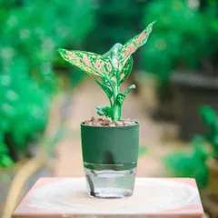 My self-watering planters are a game-changer. Here, a vibrant Aglaonema thrives in a sleek green planter, its clear reservoir showing exactly how this smart design takes the guesswork out of watering.