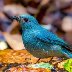 The shimmering turquoise of a Verditer Flycatcher. This image highlights the bird's unique color and delicate features as it pauses near a stream.