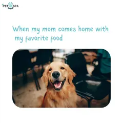 That happy face when mom comes home with their favorite food. We stock a wide range of delicious and nutritious options that will get your pet just as excited.