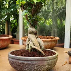 I take great pride in my Bonsai collection. This Ficus Bonsai is a perfect example of a living sculpture, ideal as a focal point for a table or desk.