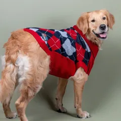 This golden retriever looks cozy and stylish in a classic argyle sweater. This shot is from a wonderful pet apparel campaign I did in Delhi with Just Dogs.