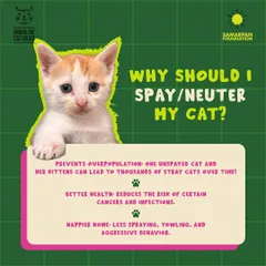 The solution is simple and effective. Spaying or neutering your cat prevents overpopulation, leads to better health, and creates a happier home for everyone. It’s the most responsible choice a pet owner can make.