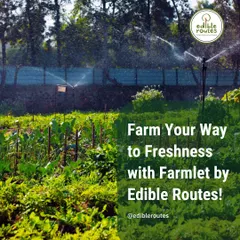 Don't have land? Our Farmlet service is your answer. We provide you with a 1200 sq. ft. plot on our farm, manage the cultivation of your chosen vegetables using organic methods, and deliver the fresh harvest to your door.