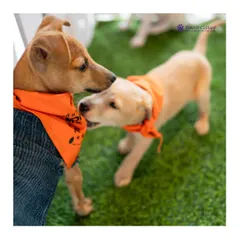 The first playful nibble of a new friendship. Our adoption events provide a safe space for rescued puppies to socialize and meet their future families.