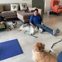 A calm moment during a multi dog training session. Teaching dogs to settle and relax in the presence of others is a key skill. Here you can see a Frenchie, a Husky, and a Golden Retriever learning to coexist peacefully.