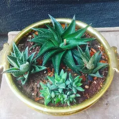 This succulent bowl features different varieties of Haworthia, known for their striking patterns and shapes. The arrangement is set in a decorative brass-colored bowl with handles.