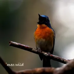 The forest was filled with the beautiful song of this Tickell's Blue Flycatcher. Capturing its vibrant orange and blue plumage as it sang its heart out was pure joy. These little birds have such big personalities.