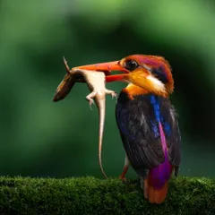 The Oriental Dwarf Kingfisher, a tiny jewel of the forest, proudly displays its catch. Capturing this vibrant bird, with its rainbow plumage and a lizard in its beak, required hours of stillness and patience.
