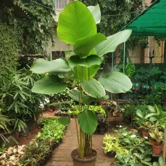A magnificent Calathea lutea at our nursery, ready for delivery. This tropical foliage plant, with its large, elegant leaves, is a popular choice for brightly lit indoor areas in both homes and offices, adding a bold statement.
