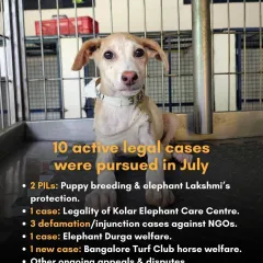 My legal work covers a wide range of issues. This is a snapshot of the active cases from one month, including Public Interest Litigations against puppy breeding, cases for elephant welfare, and defending animal welfare NGOs.