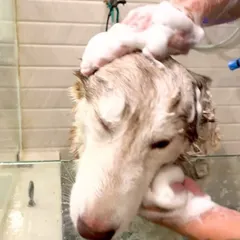 An anti-flea and tick bath is crucial, especially during monsoon season. This Husky is getting a medicated bath with 100% natural products to protect it from pests and keep its skin healthy and itch-free.