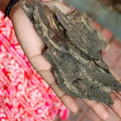 A student holds a piece of tree bark, a simple act of sensorial exploration during our Nature Walk. These experiences help our adult learners guide children with intention and care.