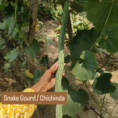 A hand holding a freshly picked snake gourd, or chichinda. Growing your own vegetables allows you to harvest them at the peak of their freshness and flavor.