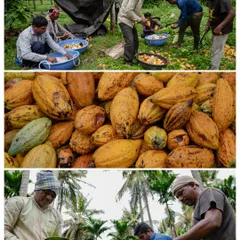 A collage showing the harvest. Students witness firsthand the hard work of farmers breaking open cacao pods and gathering the beans, a crucial first step in chocolate making.