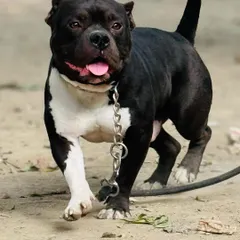 Look at the structure and muscle on this boy. I take his health and conditioning seriously, which is why he is a prime example of the American Bully standard.