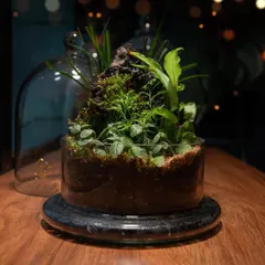 An open view of the cloche terrarium, showing the arrangement of ferns, fittonia, and moss. Each element is carefully placed to create a balanced and natural-looking miniature mountain scene.