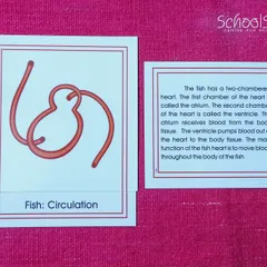 The two-chambered heart of a fish. Each card is a step in a journey from simple to complex, mirroring the child's own path of understanding.