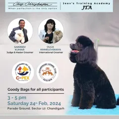 As a Judge and Master Groomer, I frequently participate in workshops like the Pro Groom India Knowledge Summit. Here, I shared the stage with international groomers to help train the next generation of professionals.