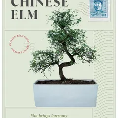 With timeless charm from East Asia, the Chinese Elm bonsai brings harmony and balance. It's a living sculpture that embodies the principles of patience and resilience.