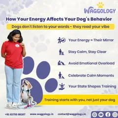 Your energy is a mirror for your dog. This graphic explains how staying calm and clear yourself is the foundation of effective training. Dogs read our vibe, and when we avoid emotional overload, they feel safer and learn faster.