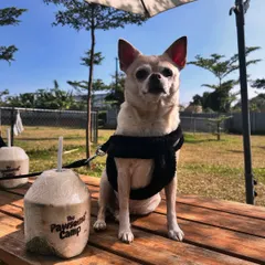 This little Chihuahua is living the good life, chilling on a picnic table next to one of our signature branded coconuts.