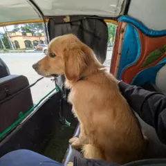 On his way to a temporary foster, this beautiful Golden Retriever is waiting for his forever home. Can you be the one to give him a permanent, loving family?