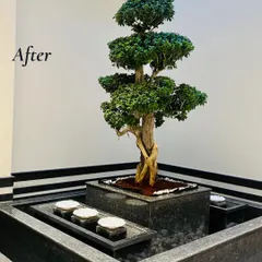 This is the final look of an indoor Bonsai project I completed in GK 1, Delhi. Set in a custom-built water feature with black granite, this Ficus Bonsai brings a sense of tranquility and sophistication to the space.