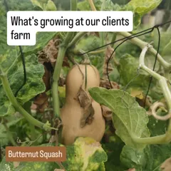 A butternut squash ripening on the vine at a client's farm. It's incredibly rewarding to grow more exotic vegetables right in your own backyard.