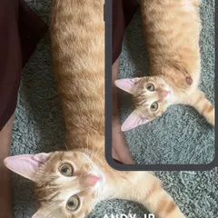 Meet Andy Jr., our extraordinary three-legged ginger warrior. He has a heart of gold and a spirit that inspires everyone he meets. He is a perfect example of how a special needs cat can live a full and happy life.