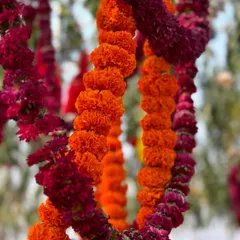A close-up of marigold and globe amaranth garlands. The rich orange and deep magenta colors create a bold and festive combination, perfect for a vibrant Indian celebration.