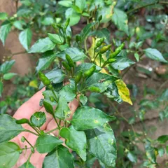 This is the Parangi-molu, or Bird's Eye chilly, growing wild on our estate. This fiery little pepper is a key ingredient in many Kodava dishes, adding a distinct heat and flavor.