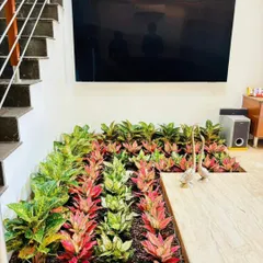 Even the smallest indoor space can become a source of life and color. I designed and installed this unique indoor garden bed right under the staircase, using a mix of vibrant red and green Aglaonema plants to bring nature inside the home.