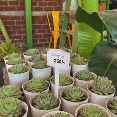 A collection of beautiful succulents in simple white pots. These are perfect for small spaces and are very easy to care for, making them great starter plants.