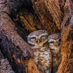 A pair of Spotted Owlets peeking out from their tree hollow on a winter morning. As nocturnal predators, they are usually inactive during the day, making this a special sighting.