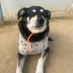 Meet Snoopy, a rescue who stayed with us for two months. She blossomed from a scared kiddo into a confident boss babe.