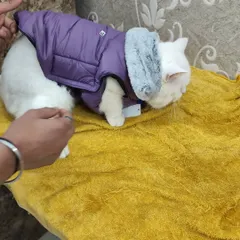 Here is another option from our winter line, a purple puffer vest with a soft, warm collar. We select apparel that is both functional and fashionable for your pet.