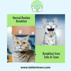 The difference a great breakfast makes. Our selection of nutritious cat food is designed to turn any morning into a happy one. Give your feline friend a meal they will truly love.