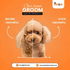 The proof is in the fluff! This before and after shows how I can transform a tangled coat into a perfectly styled, fresh look. My professional grooming makes all the difference.