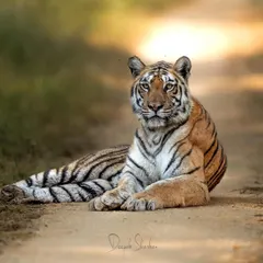 A moment of rest with the tigress Langdi in Pench. Even in repose, her power is palpable. Her eyes seem to watch your soul, a testament to the intelligence and spirit of these incredible animals.