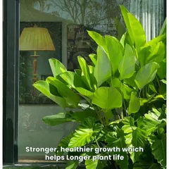 With our maintenance, plants show stronger, healthier growth which contributes to a longer plant life. Look at the vibrant green of this well cared for plant.