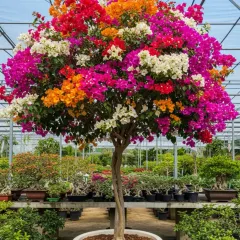 This magnificent, mature Bougainvillea tree in a large white pot shows the result of expert grafting, with a full head of white, orange, pink, and red blooms.