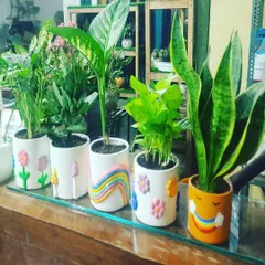 A colorful lineup of air-purifying plants like Dieffenbachia, Money Plant, and Snake Plant in my custom-designed decorative pots. Healthy plants and beautiful pots, all in one place.