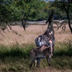 A female Nilgai stands watch while a male reaches up to browse leaves from a tree. This photograph documents the feeding habits and social structure of Asia's largest antelope.