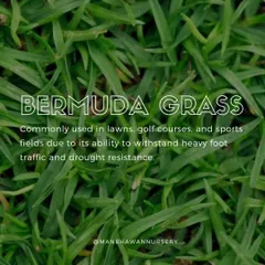 Bermuda grass is a popular, practical choice for its excellent drought resistance and ability to withstand heavy use. It's a go-to for sunny lawns, golf courses, and sports fields that need to stay green and healthy.