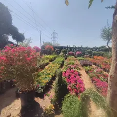 Another glimpse of the nursery, with rows of flowering plants and topiaries under the bright sun.