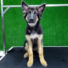 This German Shepherd puppy is sitting proudly after his grooming session. A proper bath and brush-out are essential for this breed to maintain a healthy coat and skin, and he looks fantastic.